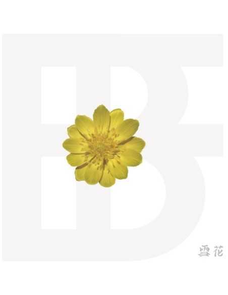 BF Mini Album - Snow Flower (설화) CD