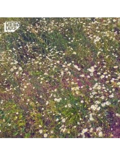 Broccoli, you too Sinlge Album - 잊어야 할 일은 잊어요 CD